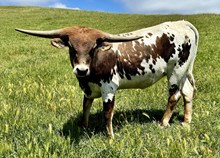 Heifer (Cowboy Ruff x Black Powder)