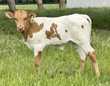 Heifer (Cowboy Ruff x Pacific Candy Cane)