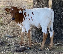 Heifer (Cowboy Ruff x Leah Leigh)