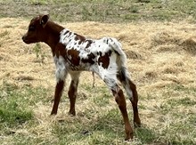Bull calf (Cowboy Ruff x Leah Leigh)