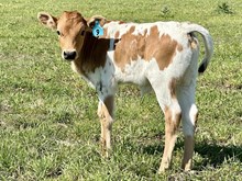 Heifer (Cowboy Ruff x Miss Rockette)