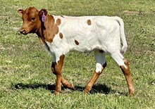 Heifer (Cowboy Ruff x Ringman's Red Socks)