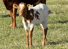 Heifer (Cowboy Ruff x Special Caliber)