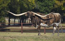 GLH Houdini's Rosemary