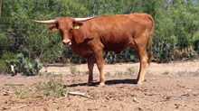 Chisholm 4 x Boom Jewell Chisholm 4 x Boom Jewell