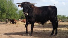 SB x HL Stacy's Black Beauty SB x HL Stacy's Black Beauty