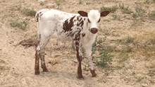 SB x J&R Little Ginny heifer SB x J&R Little Ginny heifer