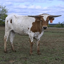 REX'S RED ROSE X BR JUNGLE JIM - EMBRYO LEGACY