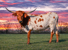 Pacific Ruff and Reddy